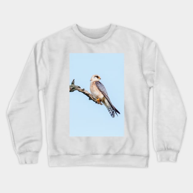 Red-footed falcon, Falco vespertinus Crewneck Sweatshirt by GrahamPrentice